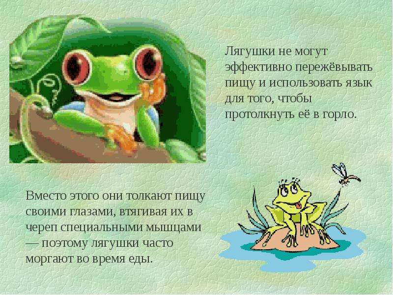 Загадки про лягушку, про жабу и головастика для детей