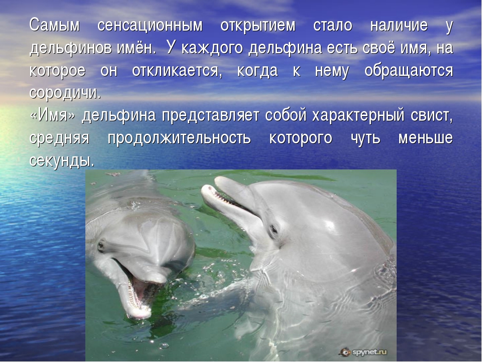 Интересные факты о дельфинах | живность.ру
