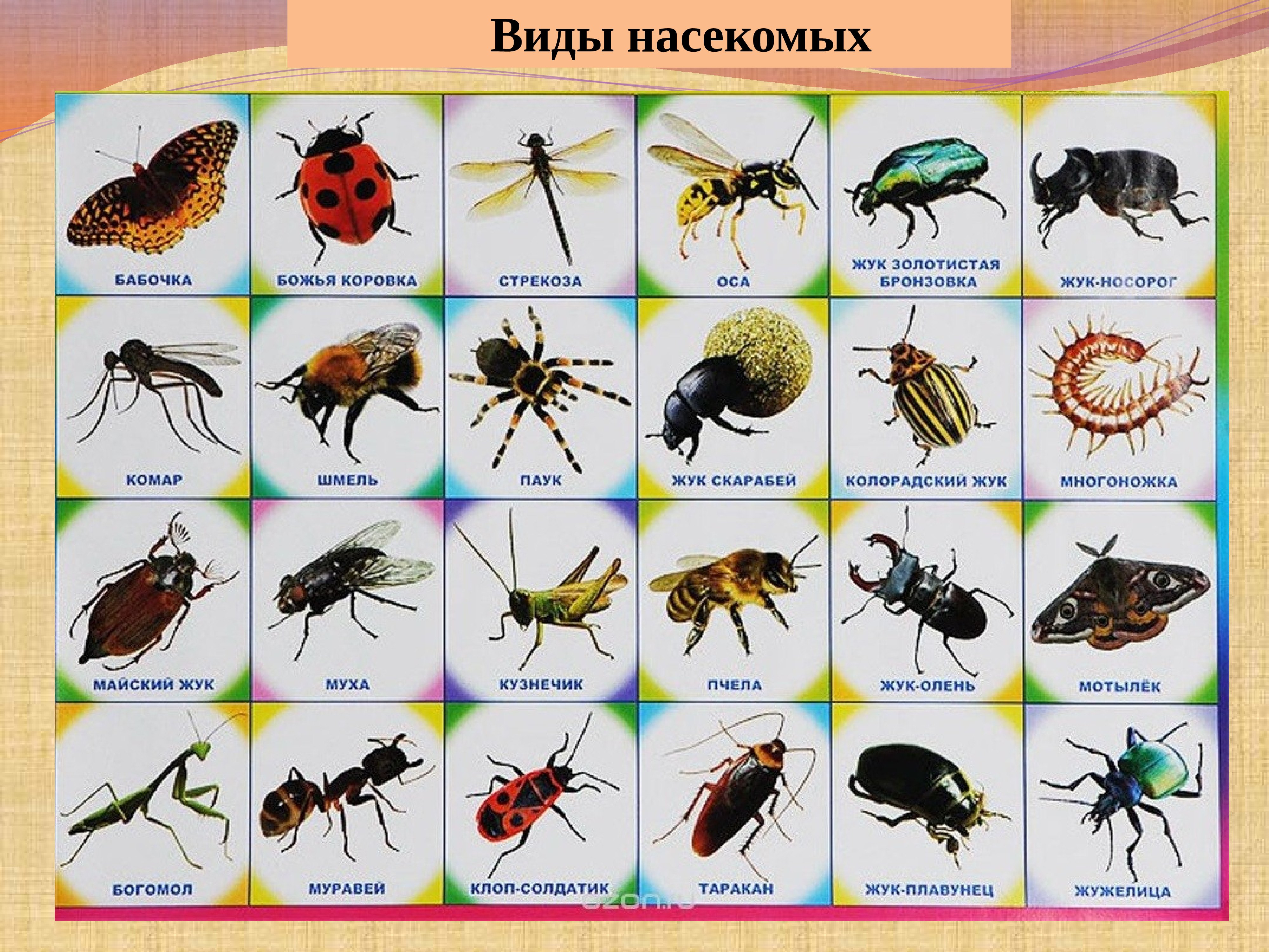 Про насекомых для детей 3 4. Насекомые для дошкольников. Насекомые названия. Плакат. Насекомые. Насекомые с названиями для детей.